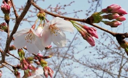 染井吉野の園内標準木が開花