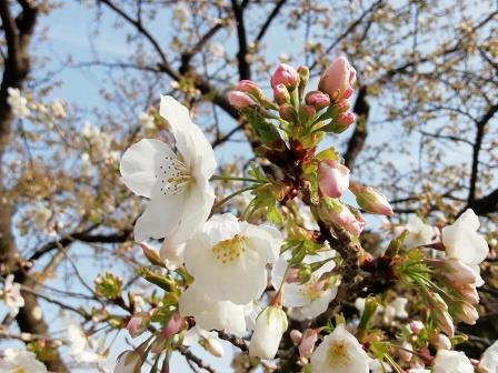 天城吉野が見ごろです(桜品種見本園)