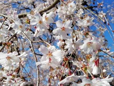 見ごろの枝垂れ桜(一重)アップ(桜林)