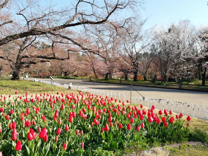 観覧温室前の様子3月25日