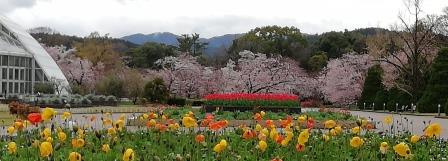 正門からの風景3月29日朝