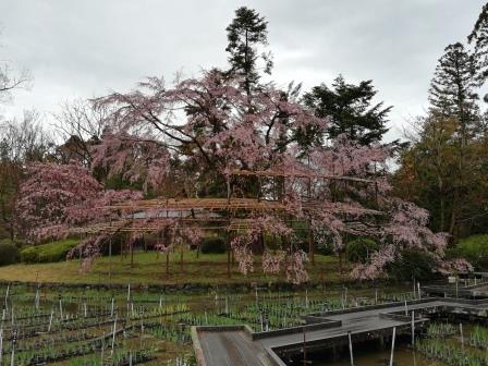 5分咲きの大枝垂桜(大芝生地)3月29日