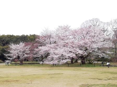 7分咲きの染井吉野(大芝生地)3月30日