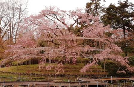 満開の大枝垂桜(大芝生地)4月1日