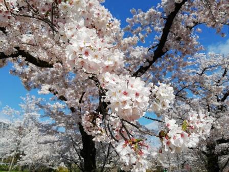 染井吉野の花(桜林)4月5日