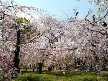 満開の八重紅枝垂(桜林)4月9日