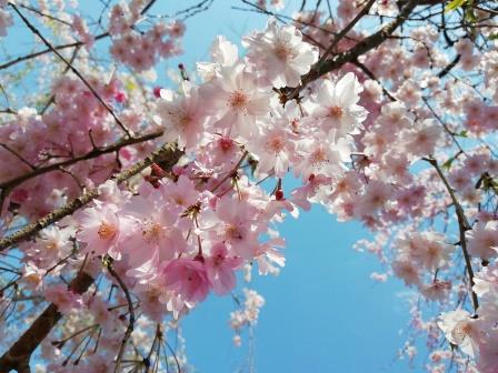 八重紅枝垂(桜林)4月9日