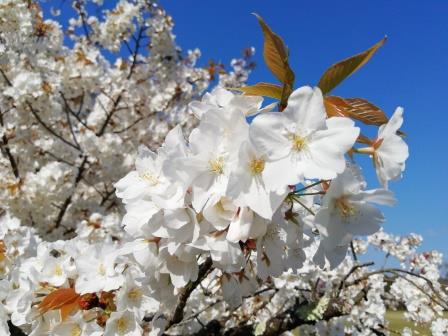 遅咲き品種(大芝生地南)4月9日