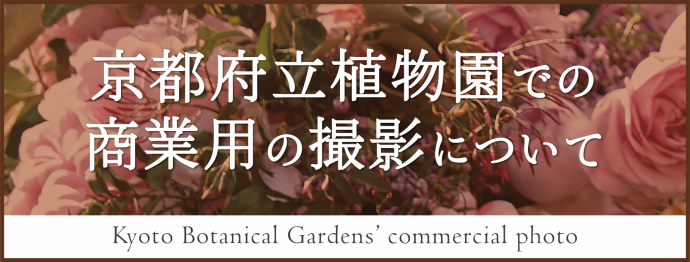 見頃の植物 京都府ホームページ