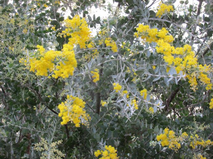 パールアカシアの花の写真