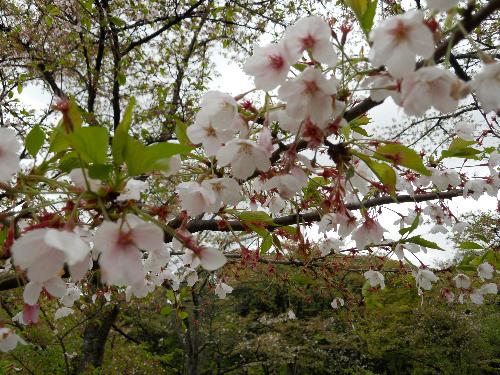 ソメイヨシノの開花の写真