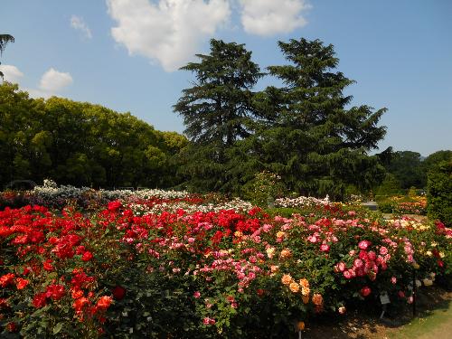 京都府立植物園 見ごろの植物情報 平成22年6月4日 京都府ホームページ