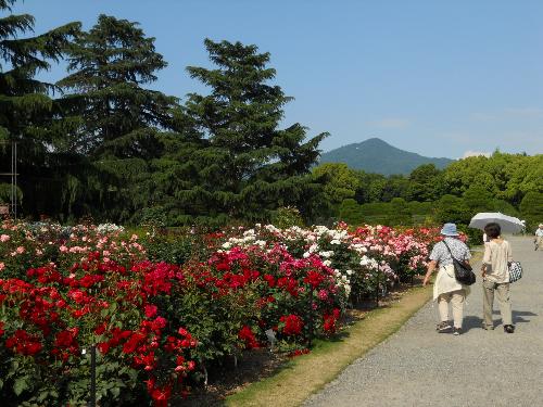 京都府立植物園 見ごろの植物情報 平成22年6月4日 京都府ホームページ