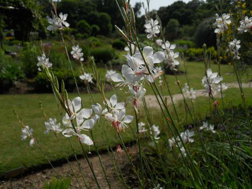 ヤマモモソウの写真