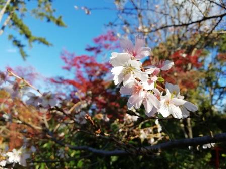 四季桜とイロハモミジ1120