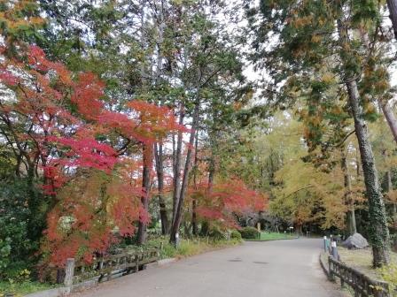 色とりどりの紅葉(イロハモミジ、メタセコイヤ)