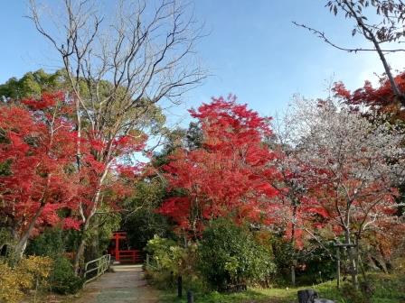 紅葉見頃のイロハモミジと四季桜(半木神社西)1124