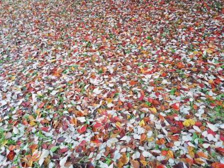 ハナノキの落葉のじゅうたん1125