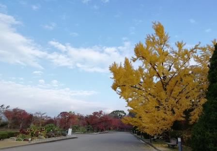 見頃のイチョウ正門側の景色1125