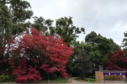 紅葉のイロハモミジ(正門すぐ)