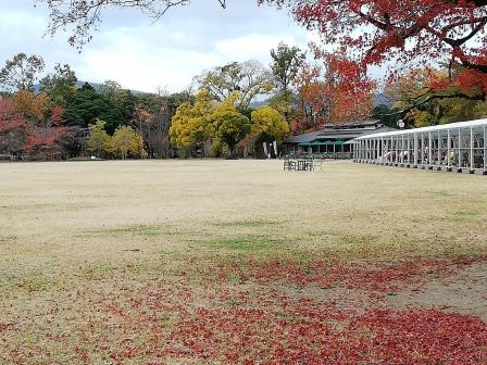 落葉の始まったイロハモミジ1126(大芝生地)