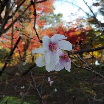 冬桜と「イロハモミジ1201