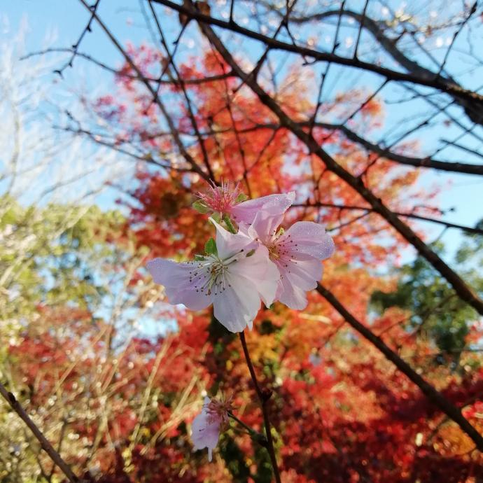 アーコレイド(桜)とイロハモミジ