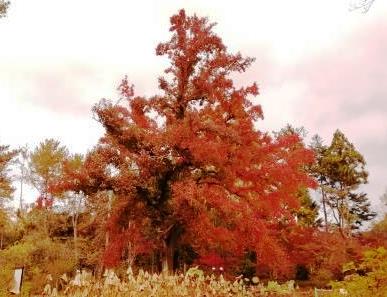 紅葉の進むフウ(あじさい園東側から)1203