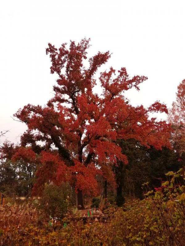 紅葉のフウ1208