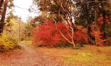 紅葉見ごろのニシキギ1210