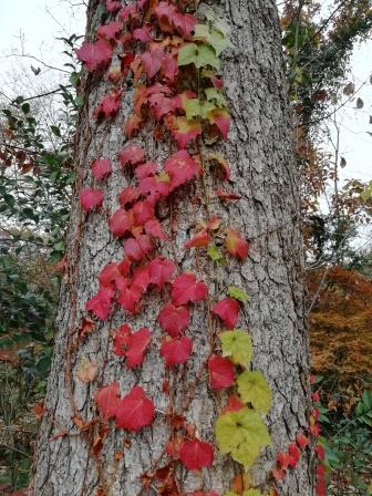 ツタの紅葉1211