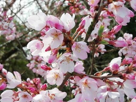 エドヒガンが開花しています(桜林)