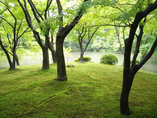 紅葉池周辺の苔の写真