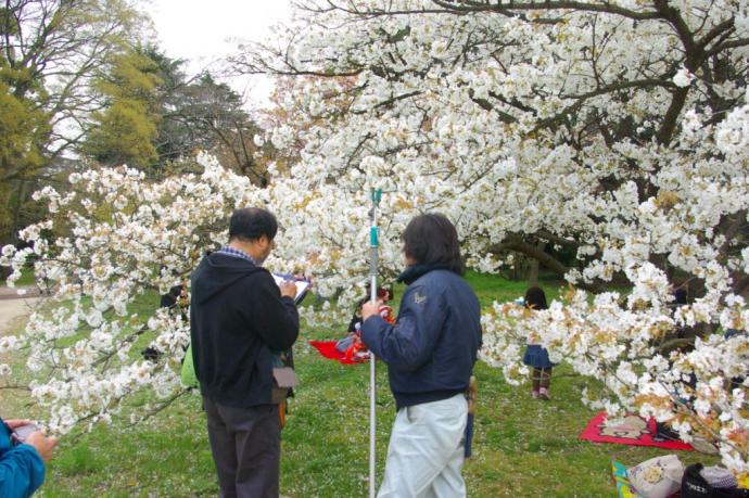 サクラの調査の写真