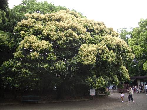 スダジイ開花の写真