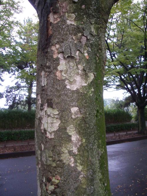 エノキの樹皮の写真