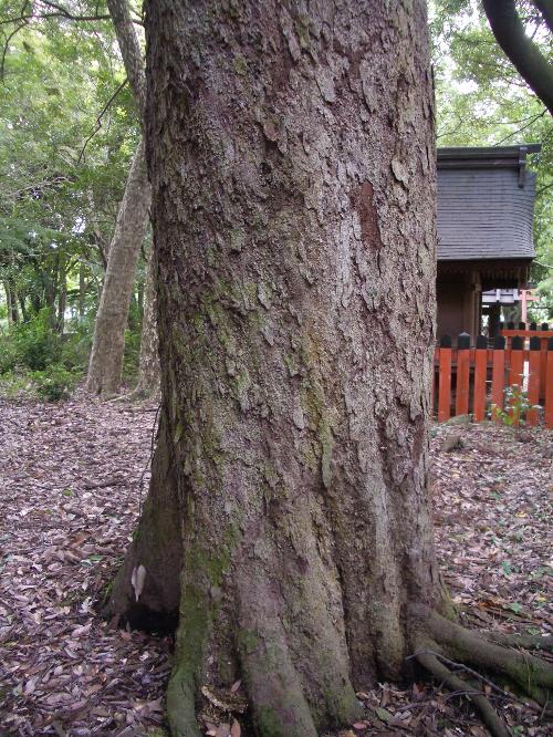 ムクノキ老木の樹皮の写真