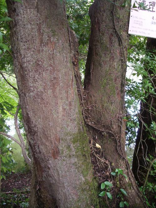 ムクノキの樹皮の写真
