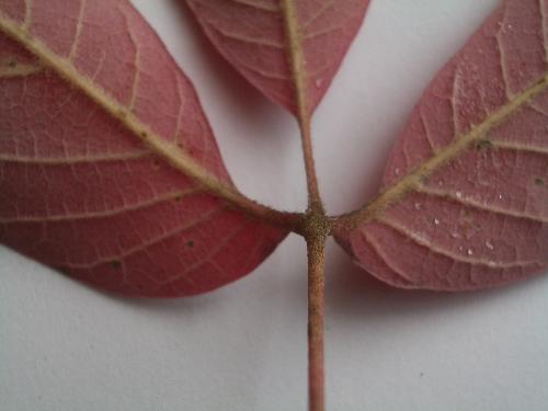 メグスリノキの葉の写真