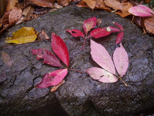 メグスリノキの葉の裏表の写真