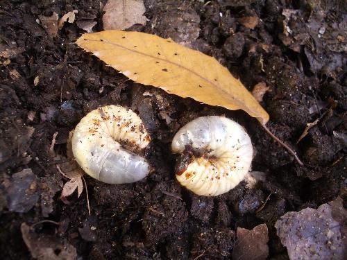 カブトムシの幼虫の写真