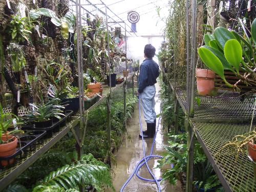 栽培温室の水やり作業の写真