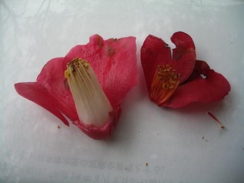ヤブツバキとユキツバキの花の形状