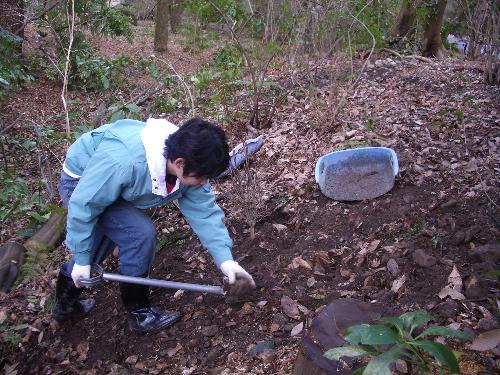 ドウダンツツジの植栽作業の写真