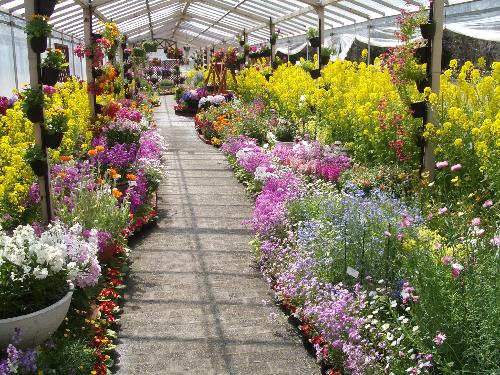 早春の草花展の風景写真