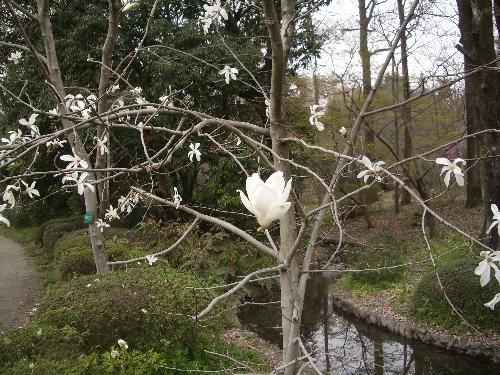 コブシとハクモクレンが同じ木に咲いている写真