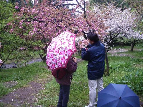 桜の説明の写真