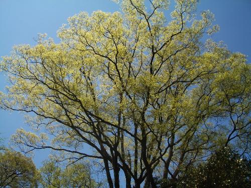 エノキの芽だしの写真