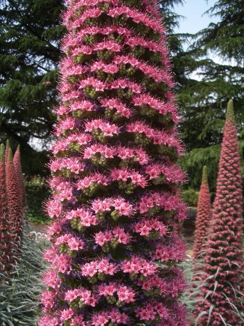 エキウムウィルドプレッティーの花の写真