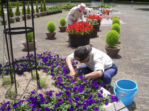 ペチュニアの花がら摘みの写真